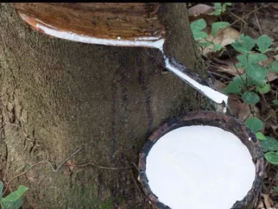 natural-rubber-latex-60-drc-with-high-ammonia-500x500